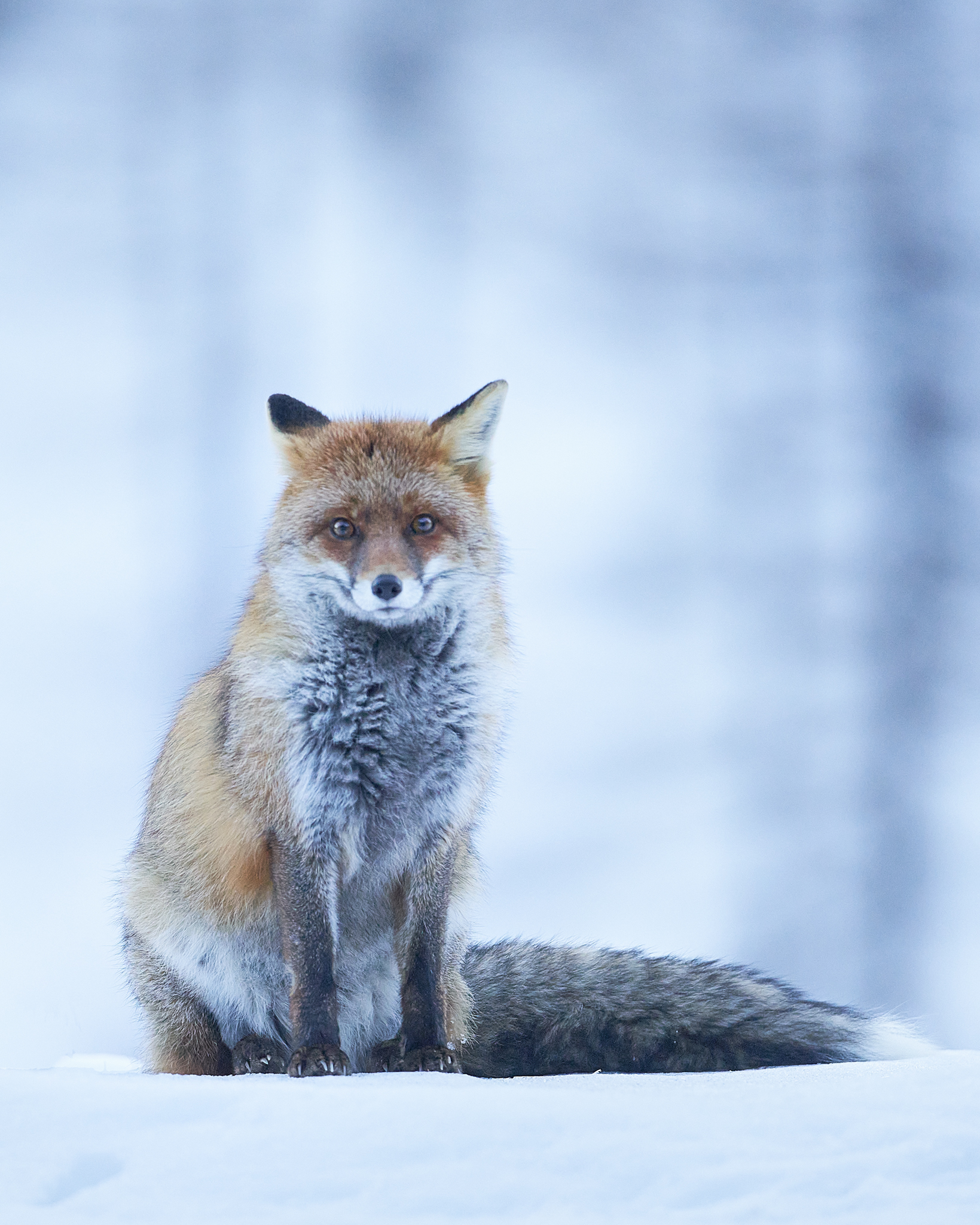 Renard curieux