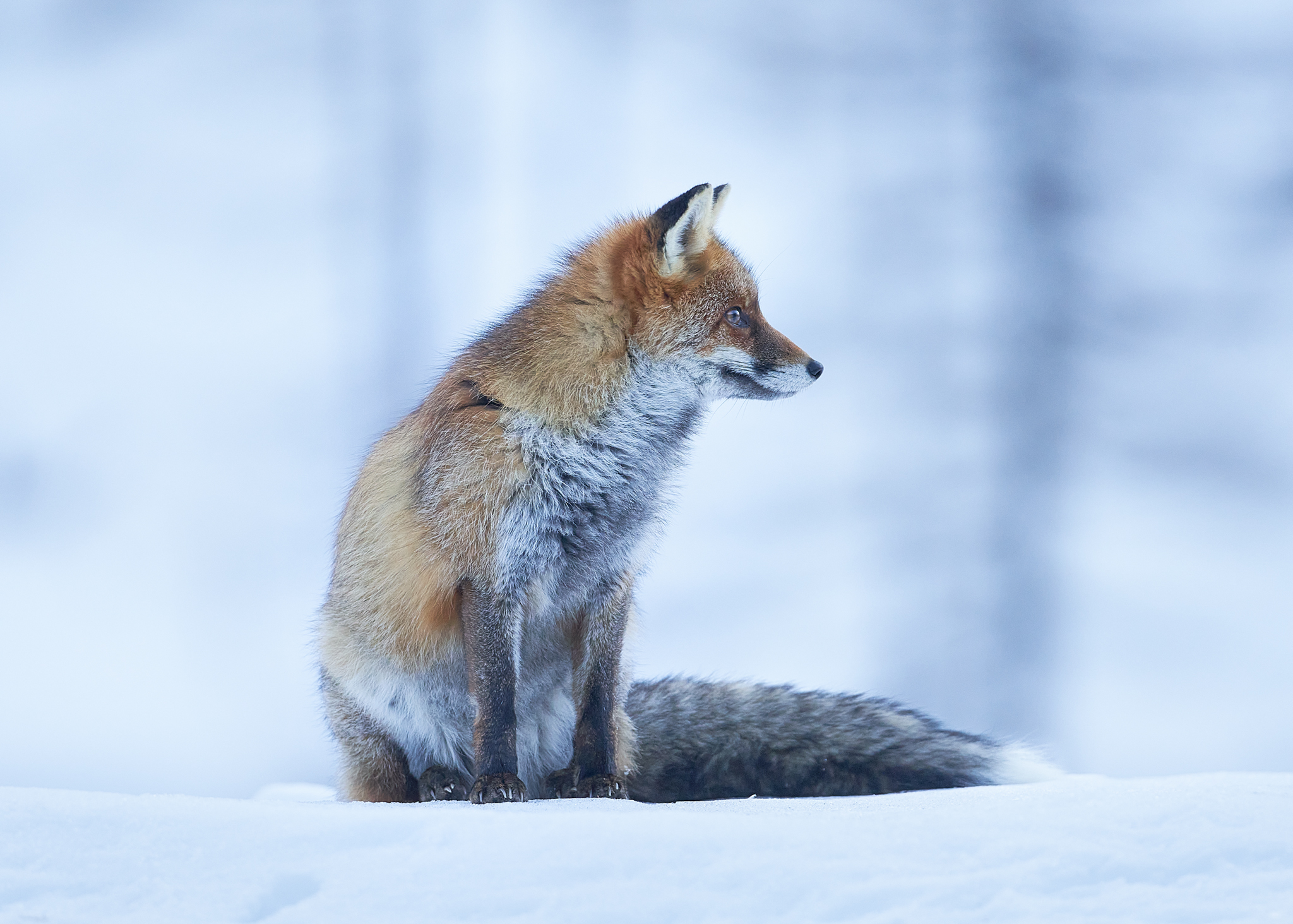 Monsieur le Renard est curieux