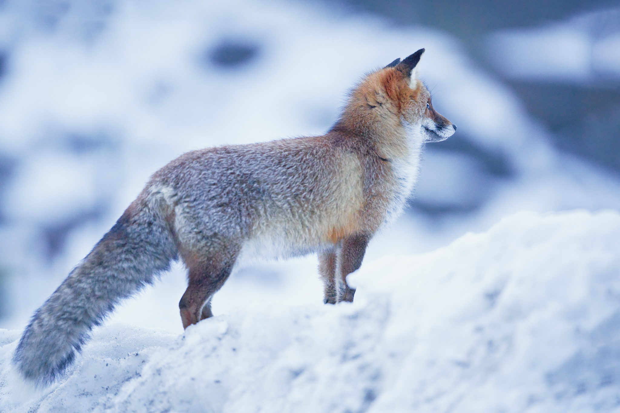 Renard au lever du jour