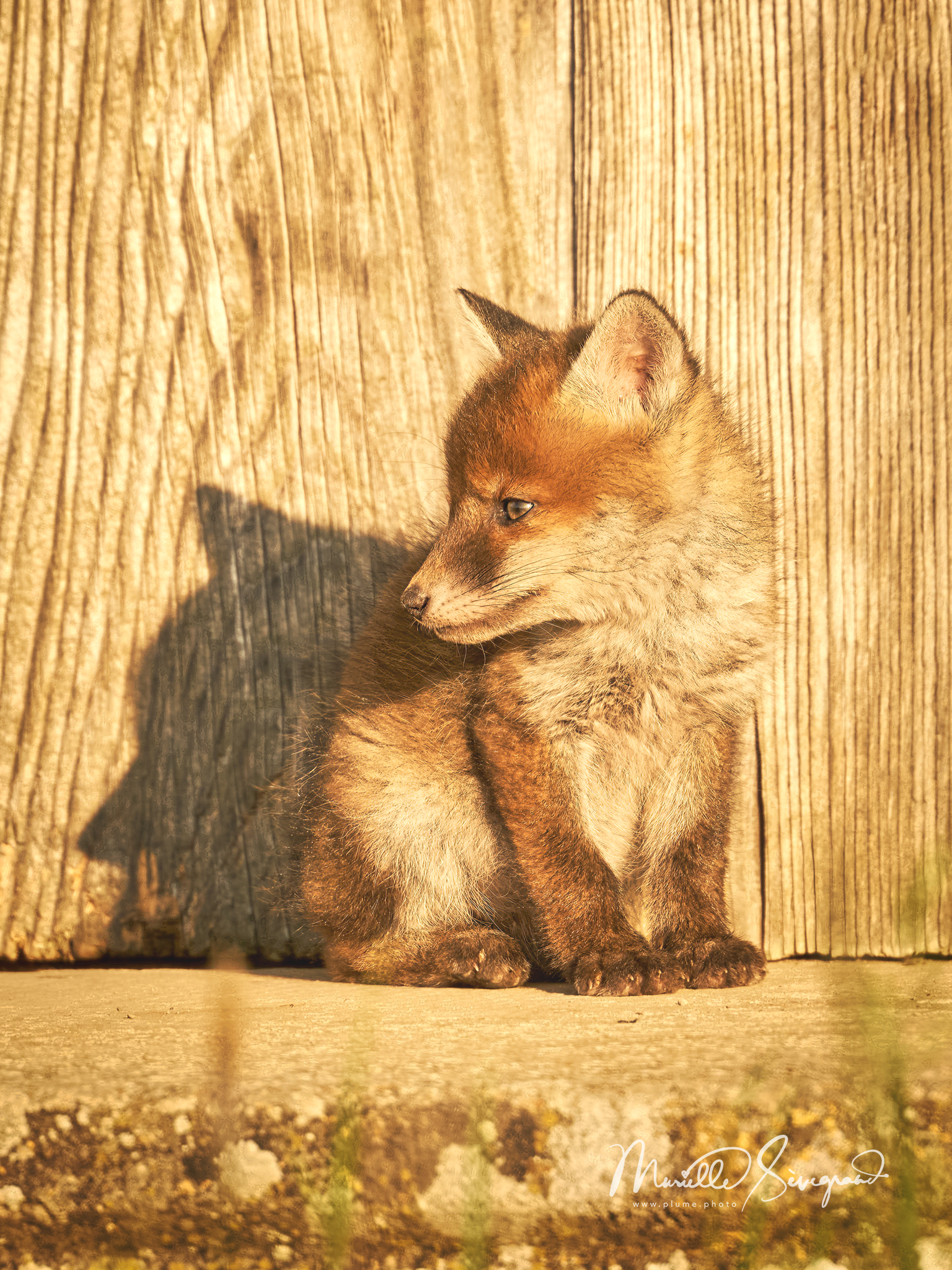  7R57737 RENARD MURIELLE SEVEGRAND