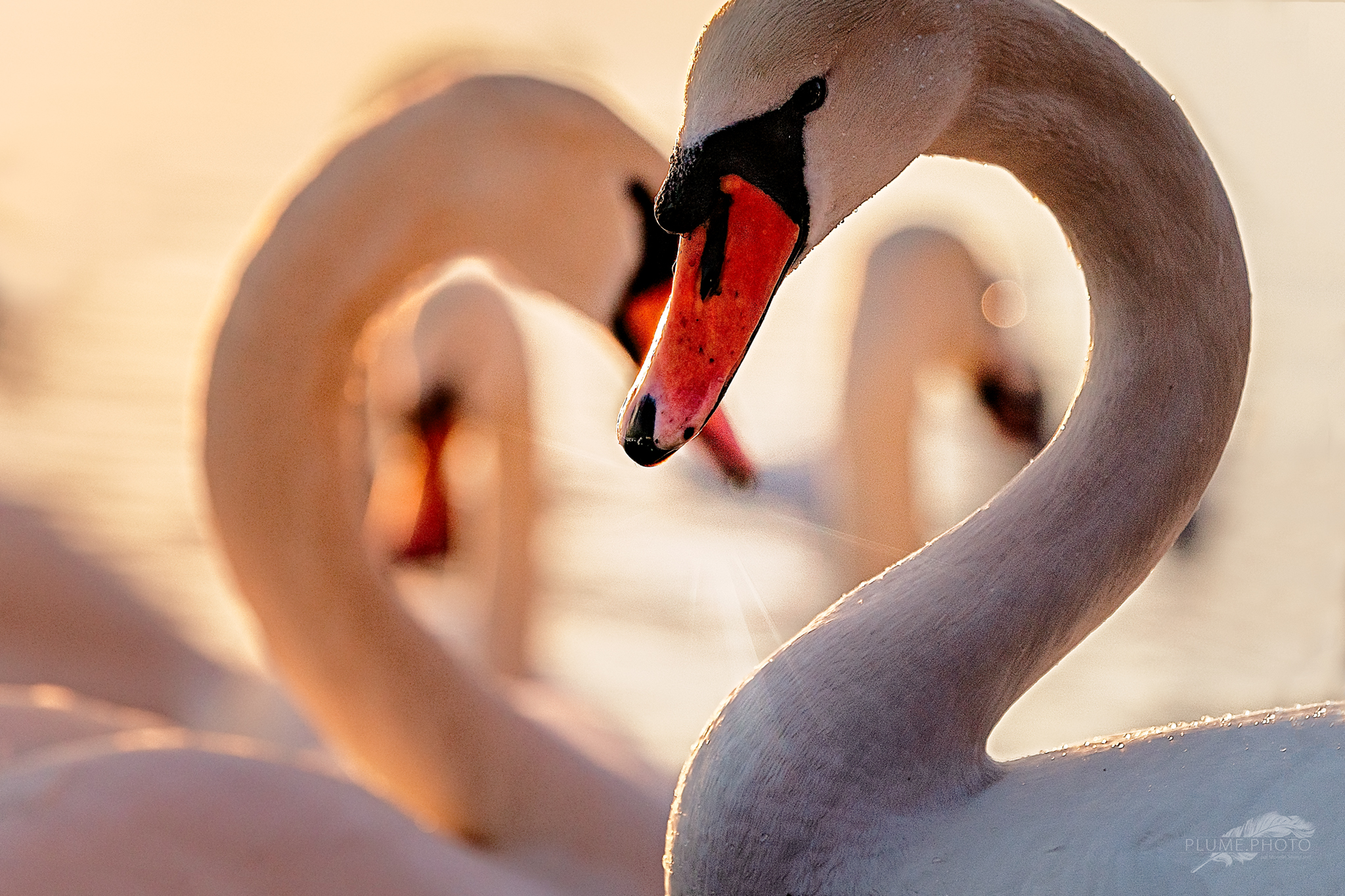 Pour les amoureux... !