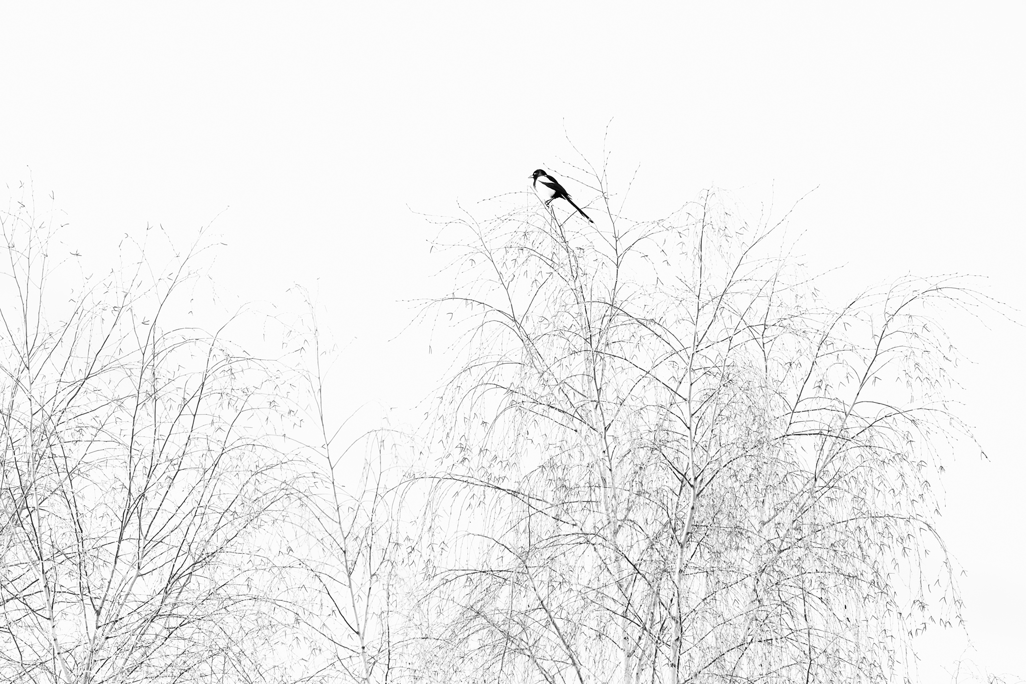  AA97711 www.plume.photo