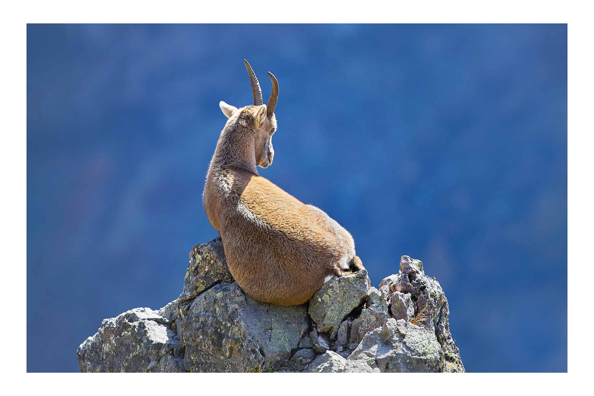 Bouquetin - Valais