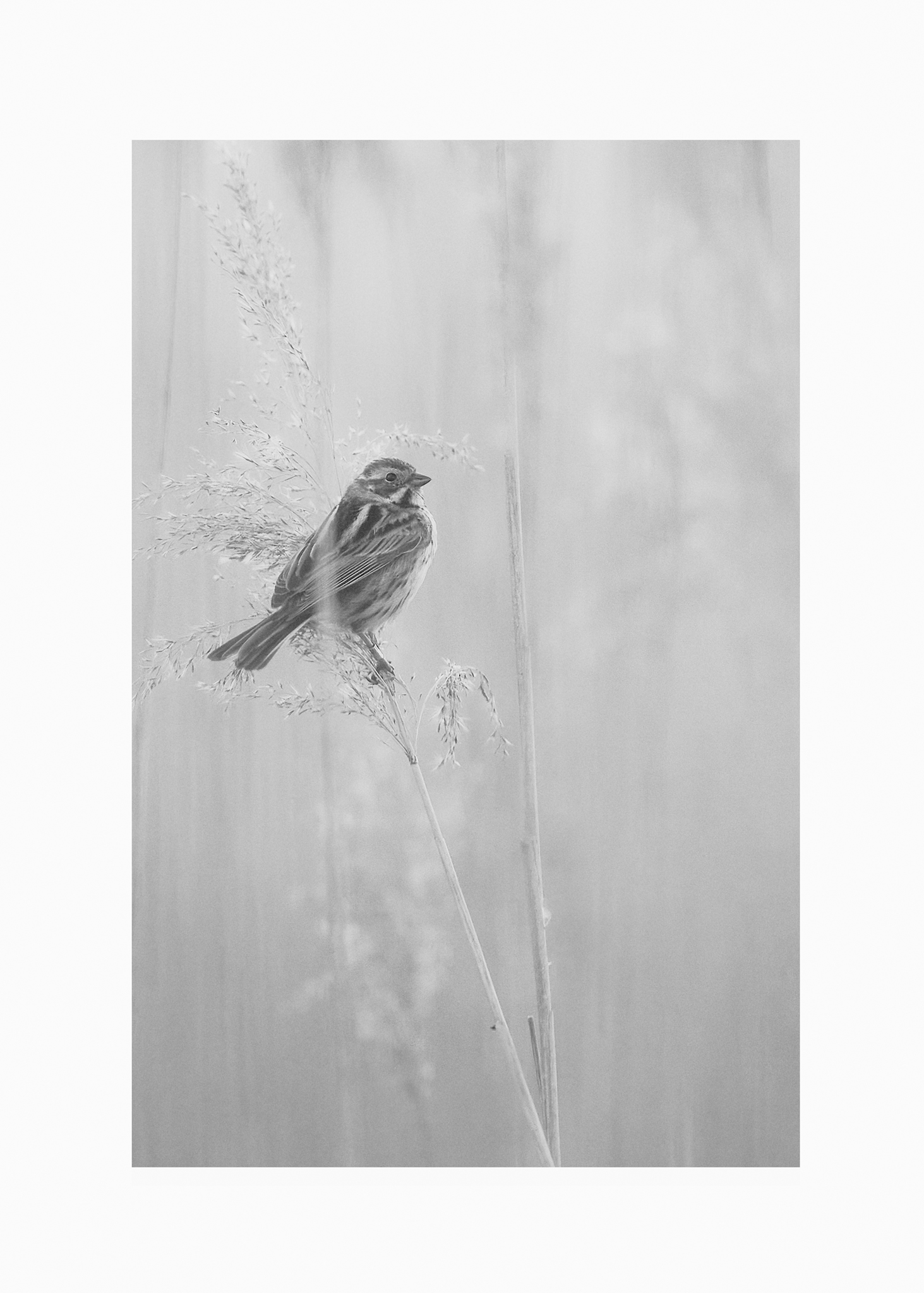  X3 6763 MIURIELLE SEVEGRAND