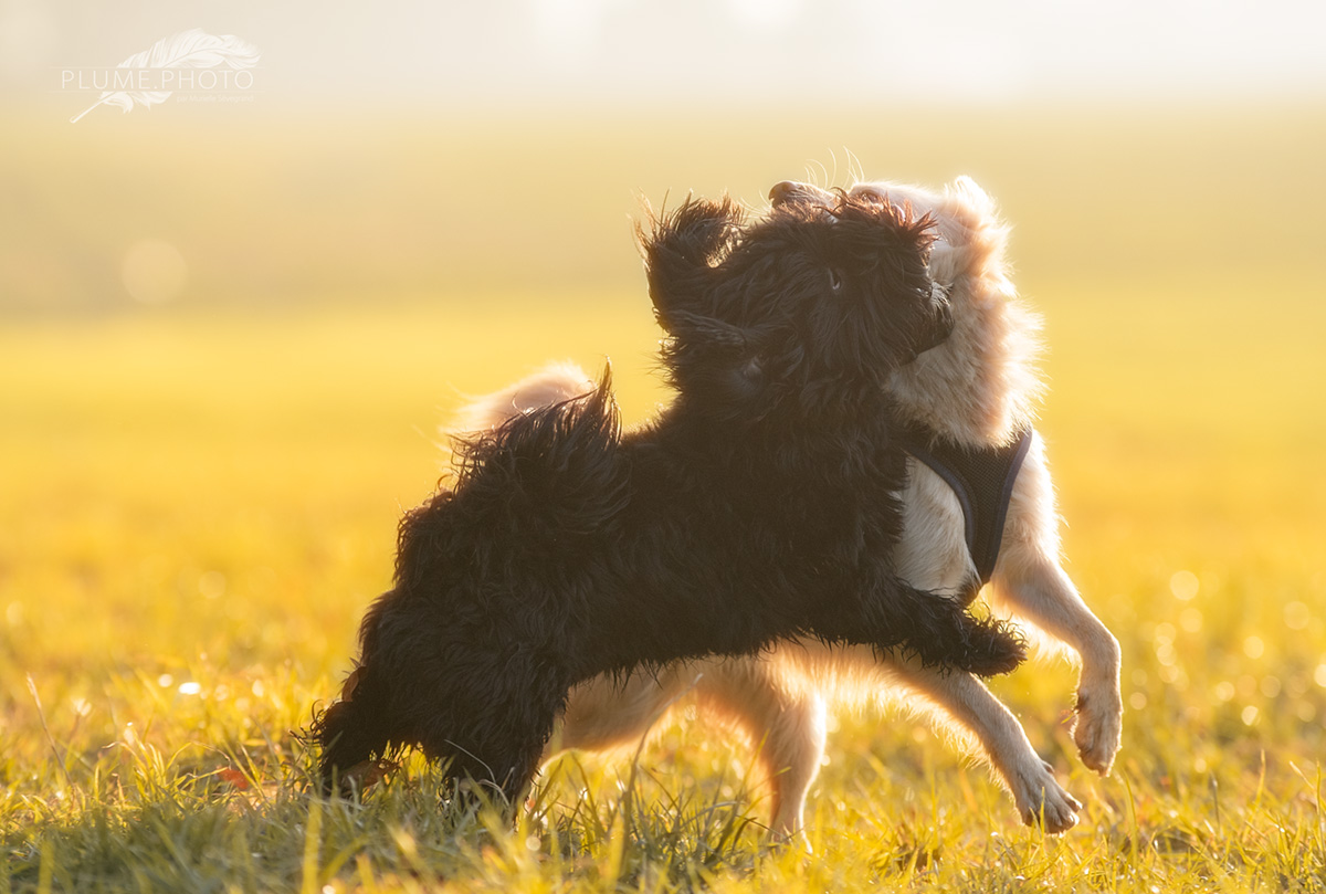 Jeux de chiens