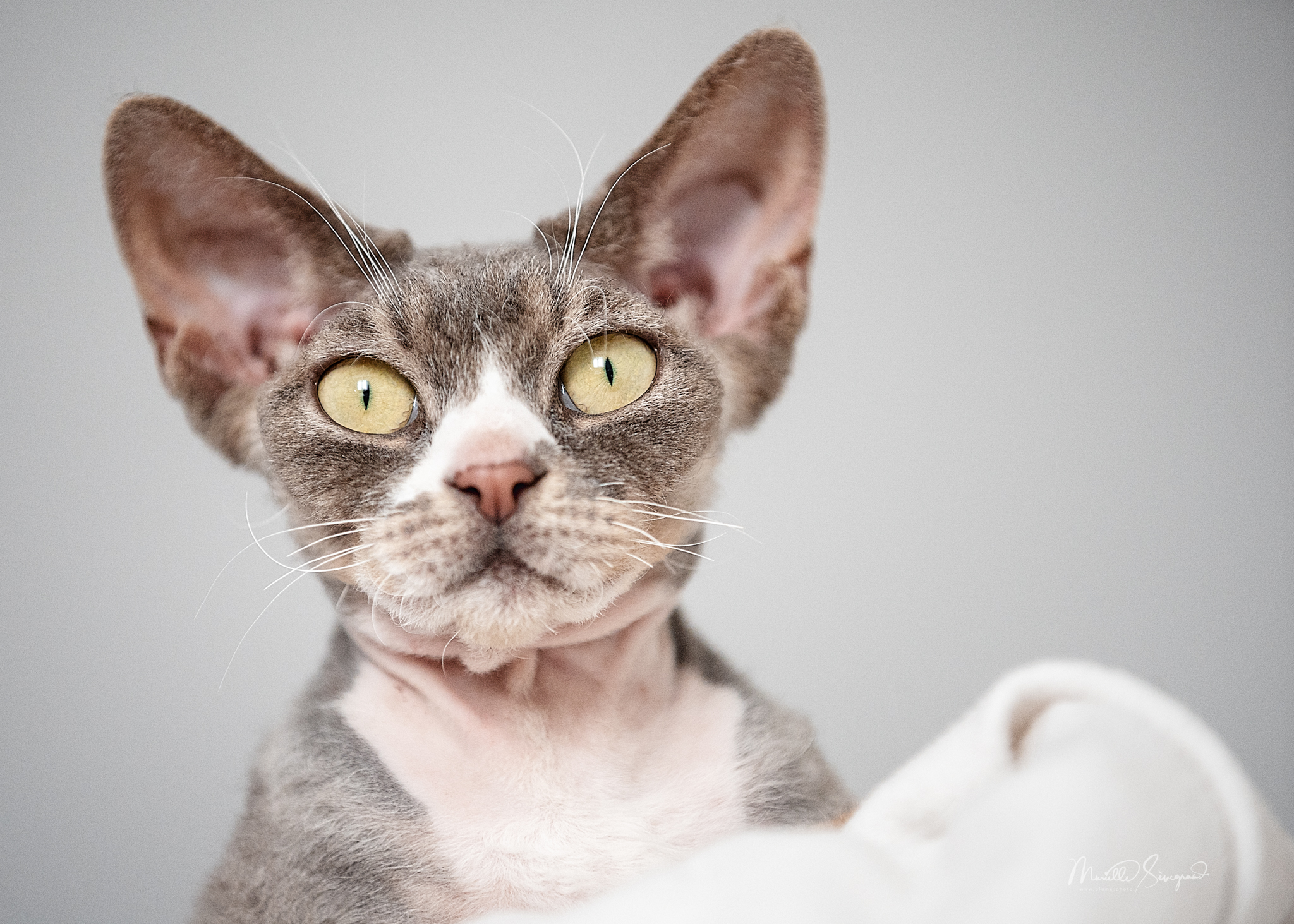 Un drôle de Chat III