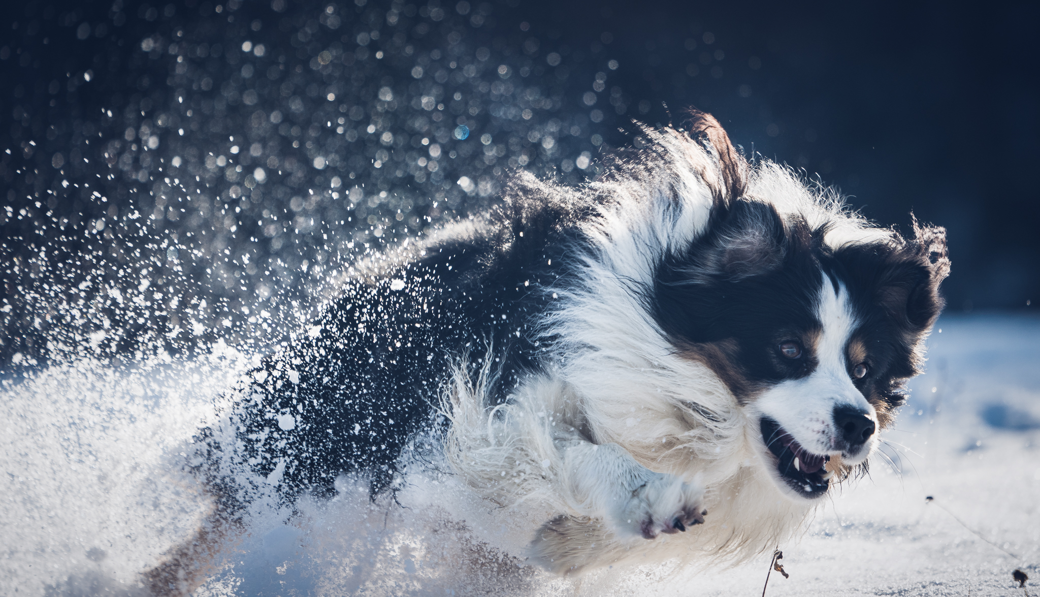 Miky dans la neige